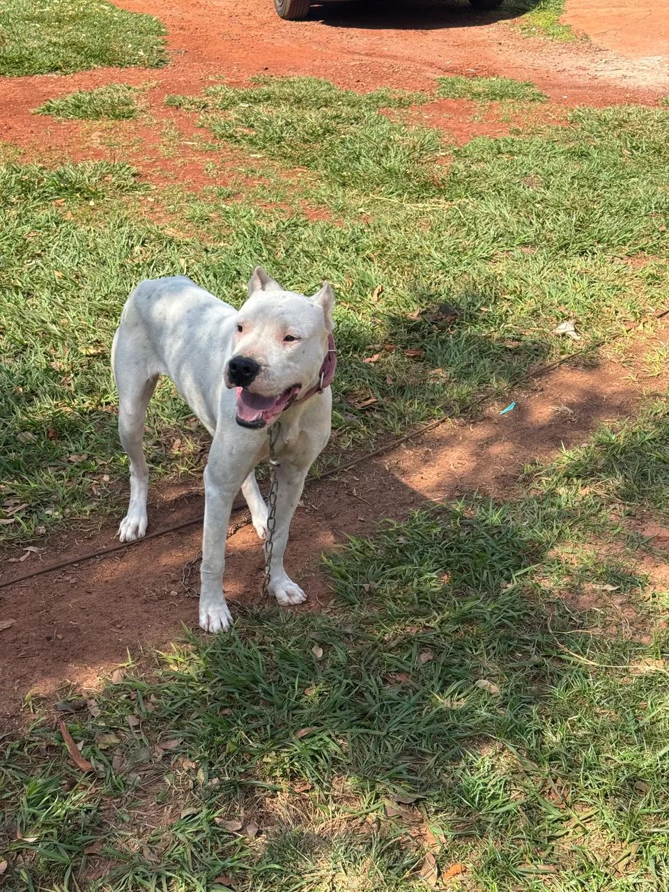 Vendo um Dogo Argentino  - Foto 3