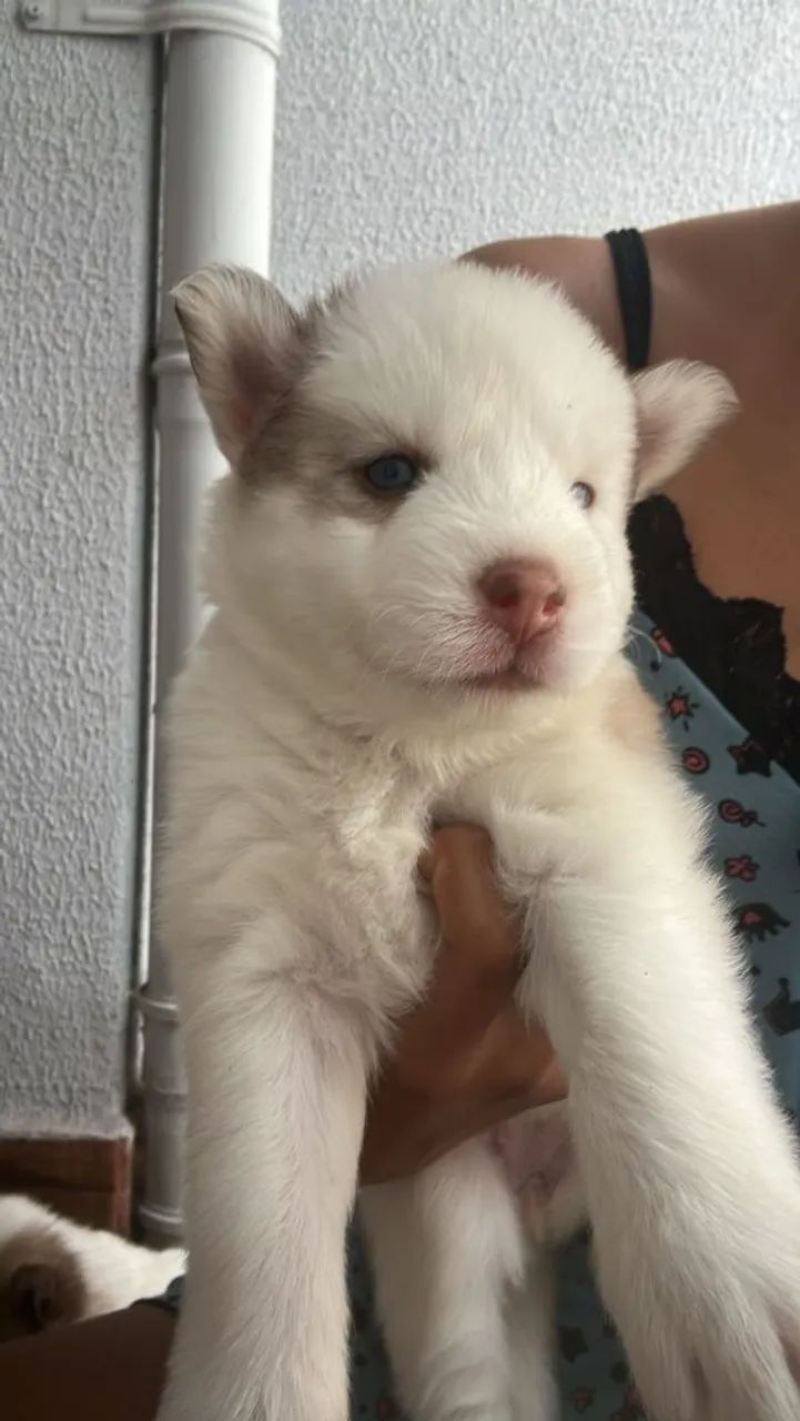 Filhotes Husky Siberiano  - Foto 3