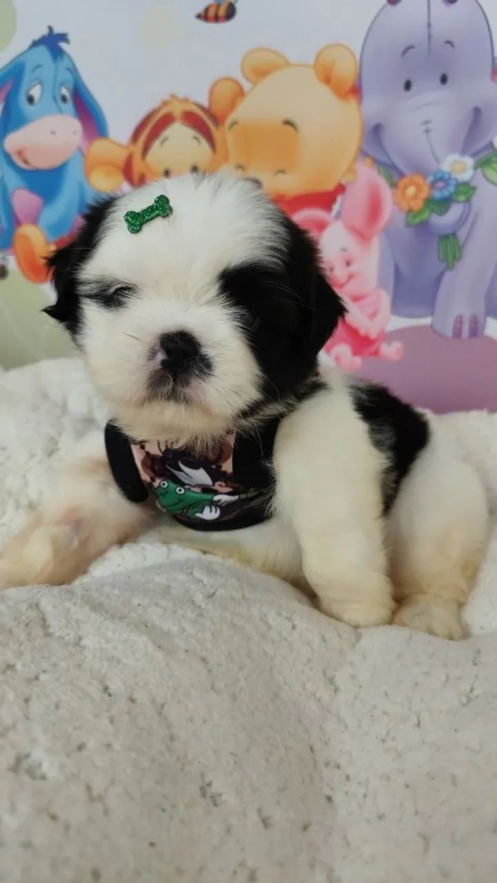 Shihtzu macho - Foto 4