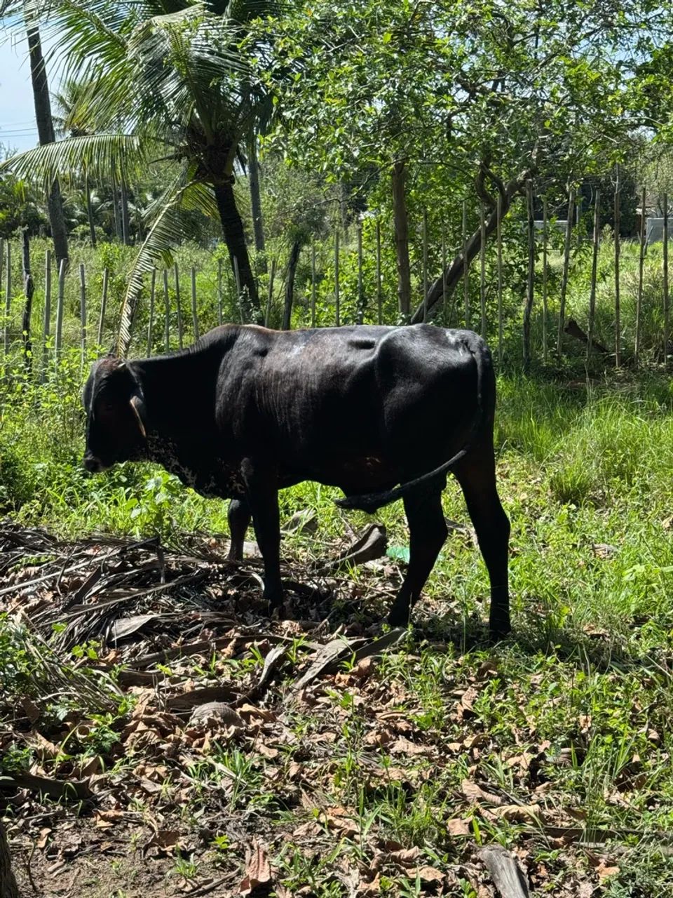 Bezerro  - Foto 2