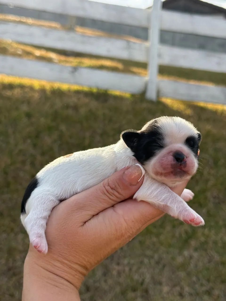 Shitizu macho  - Foto 2