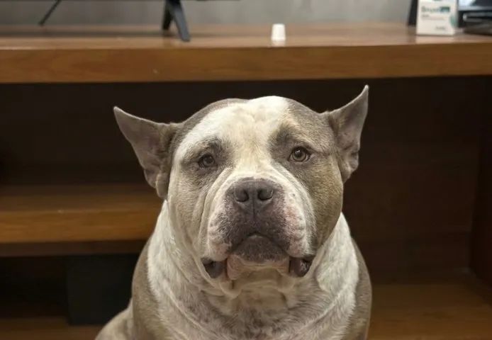 American Bully - Foto 2