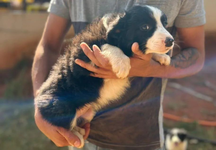 Filhote de Border collie  - Foto 3