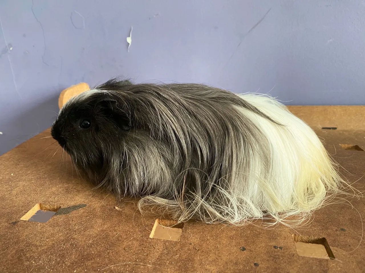 Porquinho da india Sheltie de raça Promo entrega Janu Moc 