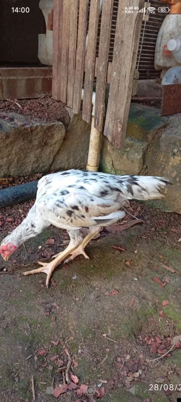 Frango índio novo