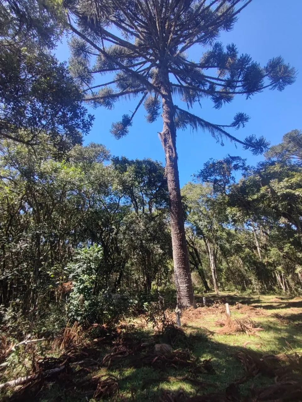 Vendo 1 alqueire pra formar Chácara/Sítio 