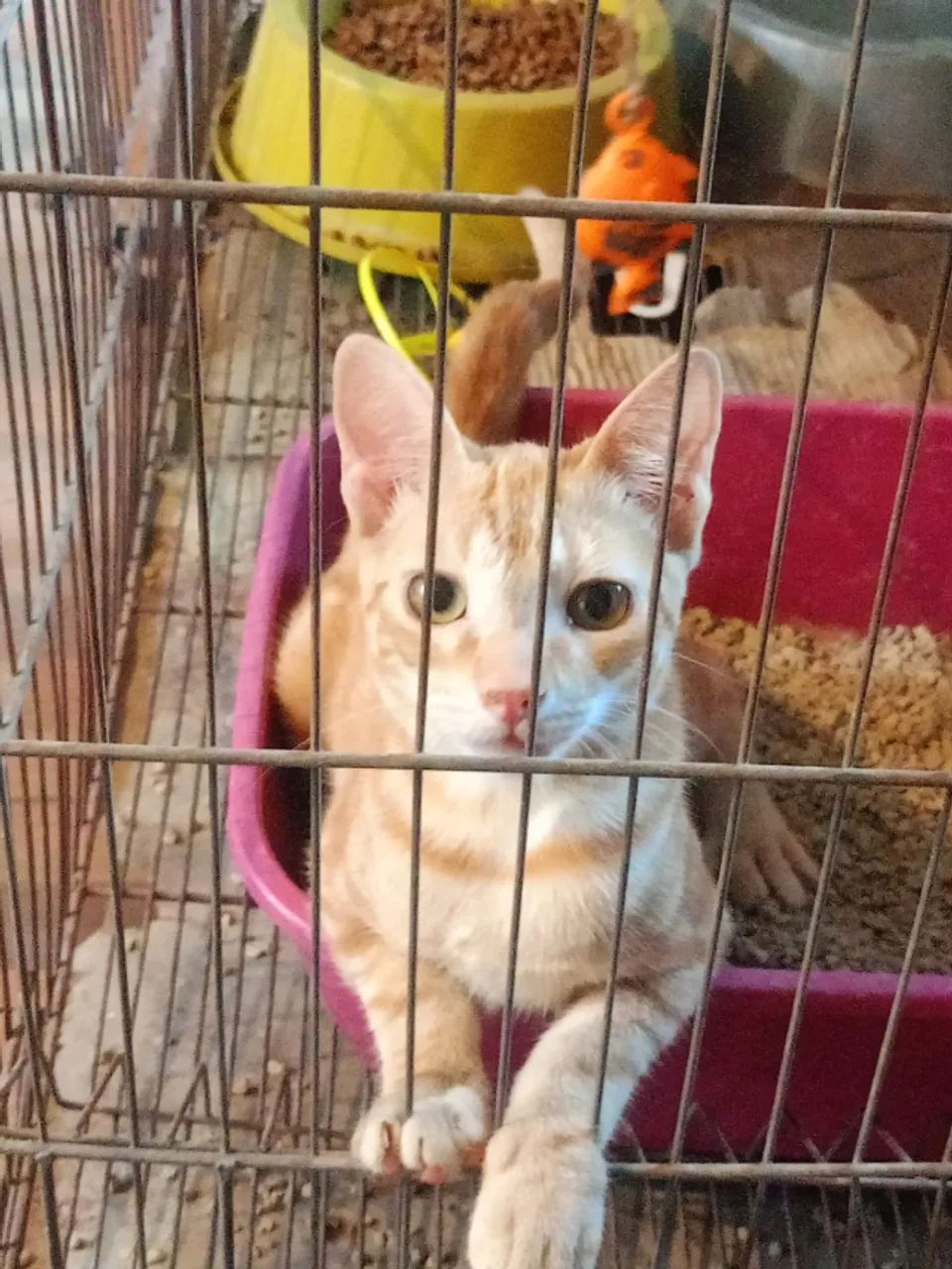 Doaçao de dois filhotes de gatos