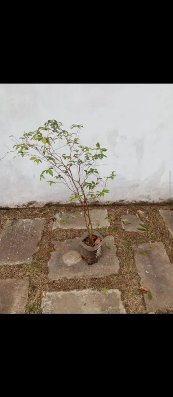 Mudas de jabuticaba 