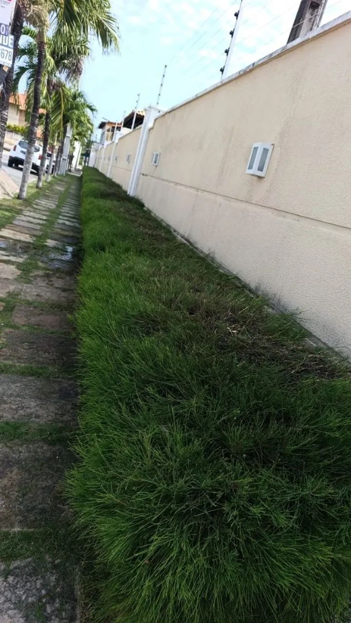 jardineiro, piscineiro, podas, limpeza de terreno  - Foto 2