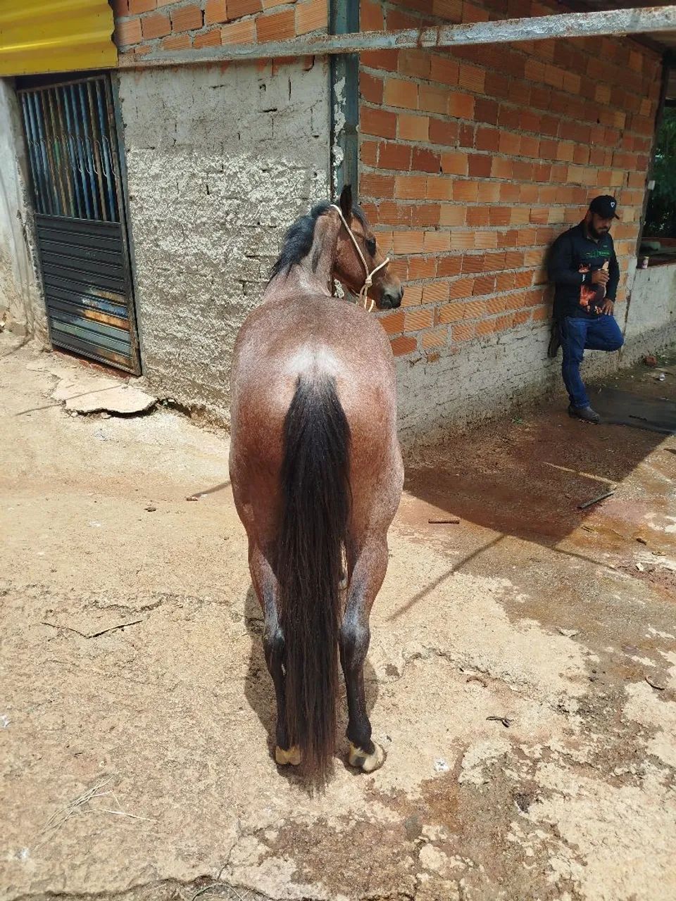 Cavalo QM registrado - Foto 4