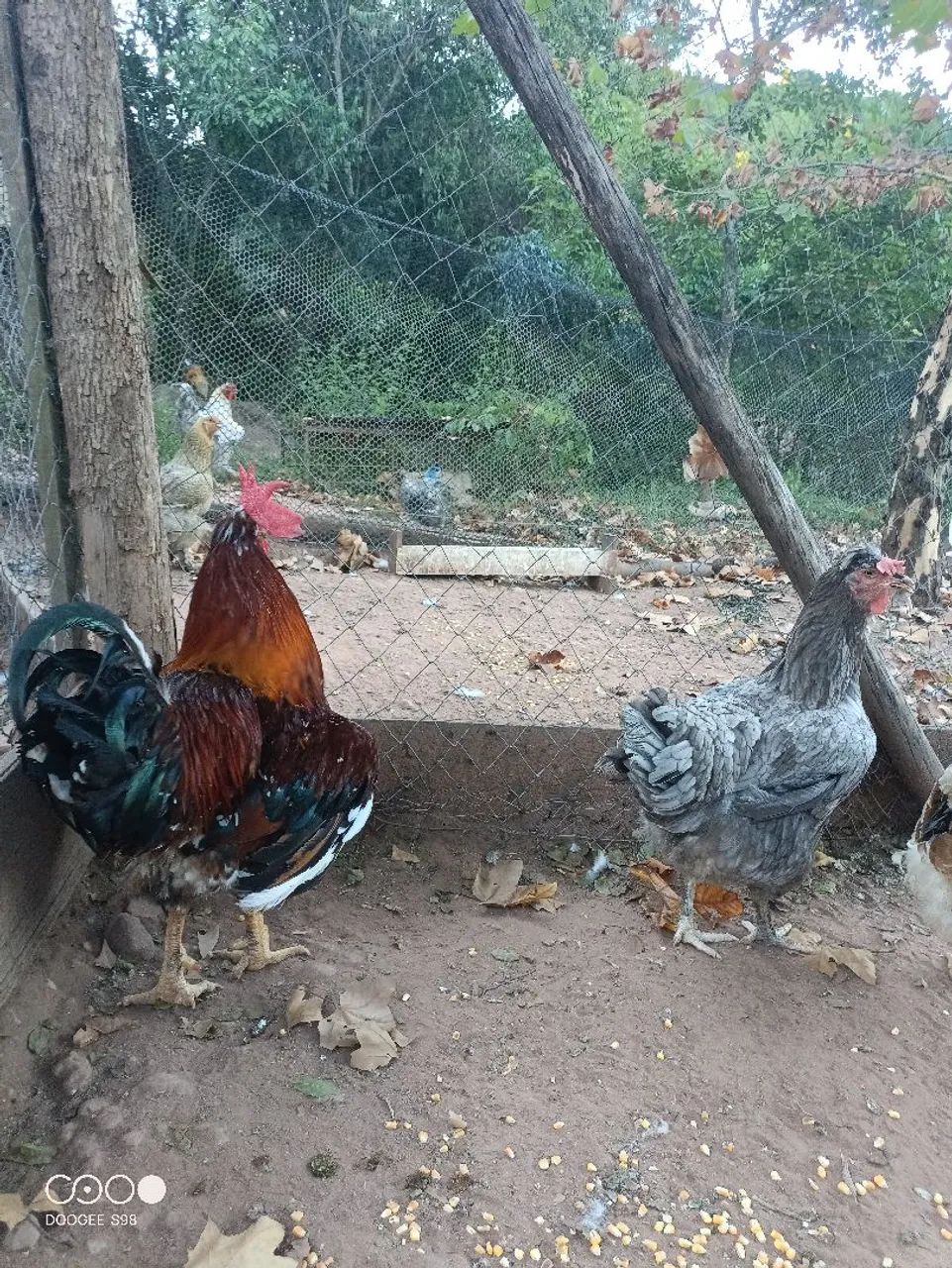 Galos, galinhas, frangos, pintinhos  - Foto 4