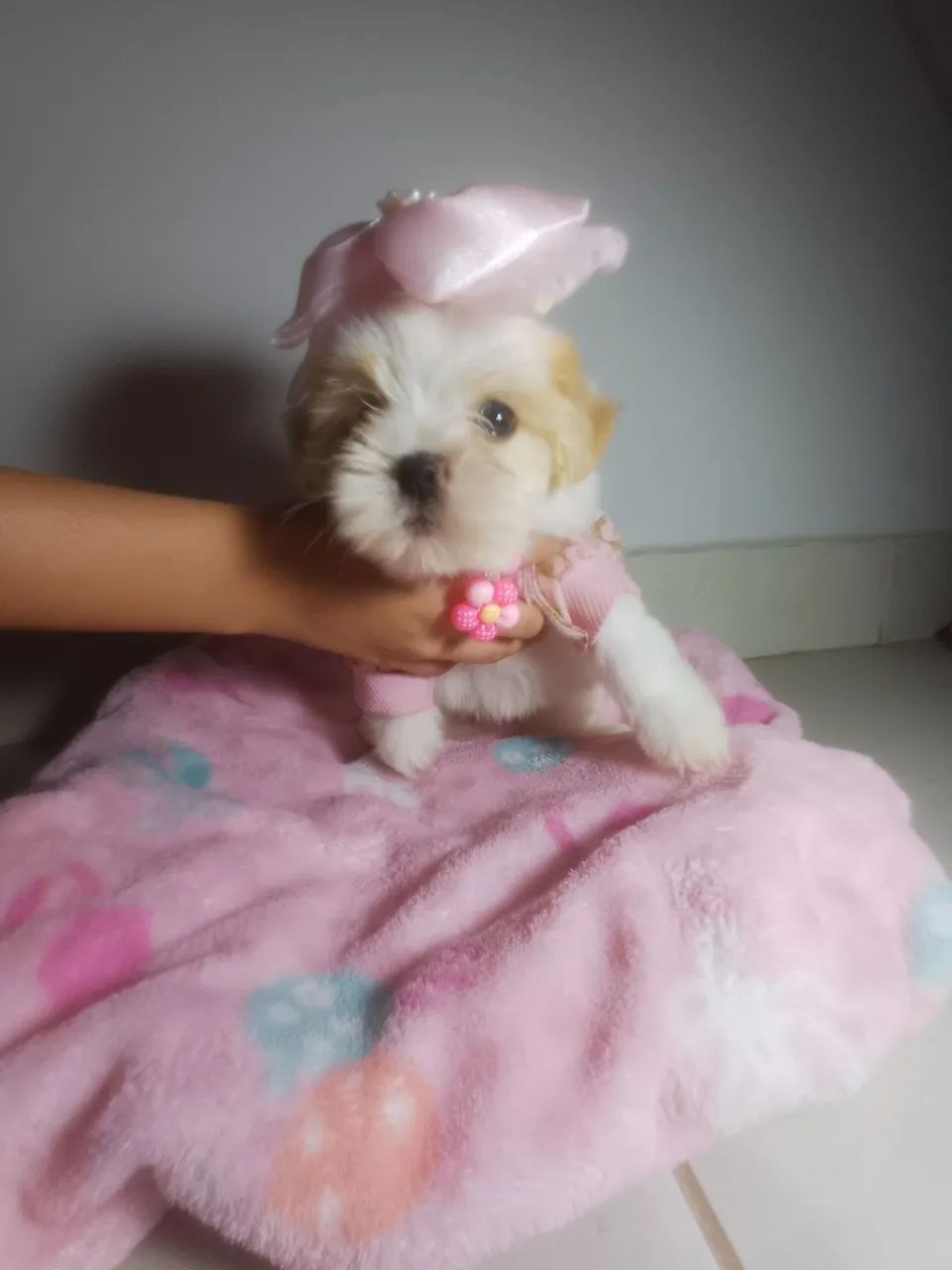 Shitzu femea  - Foto 3