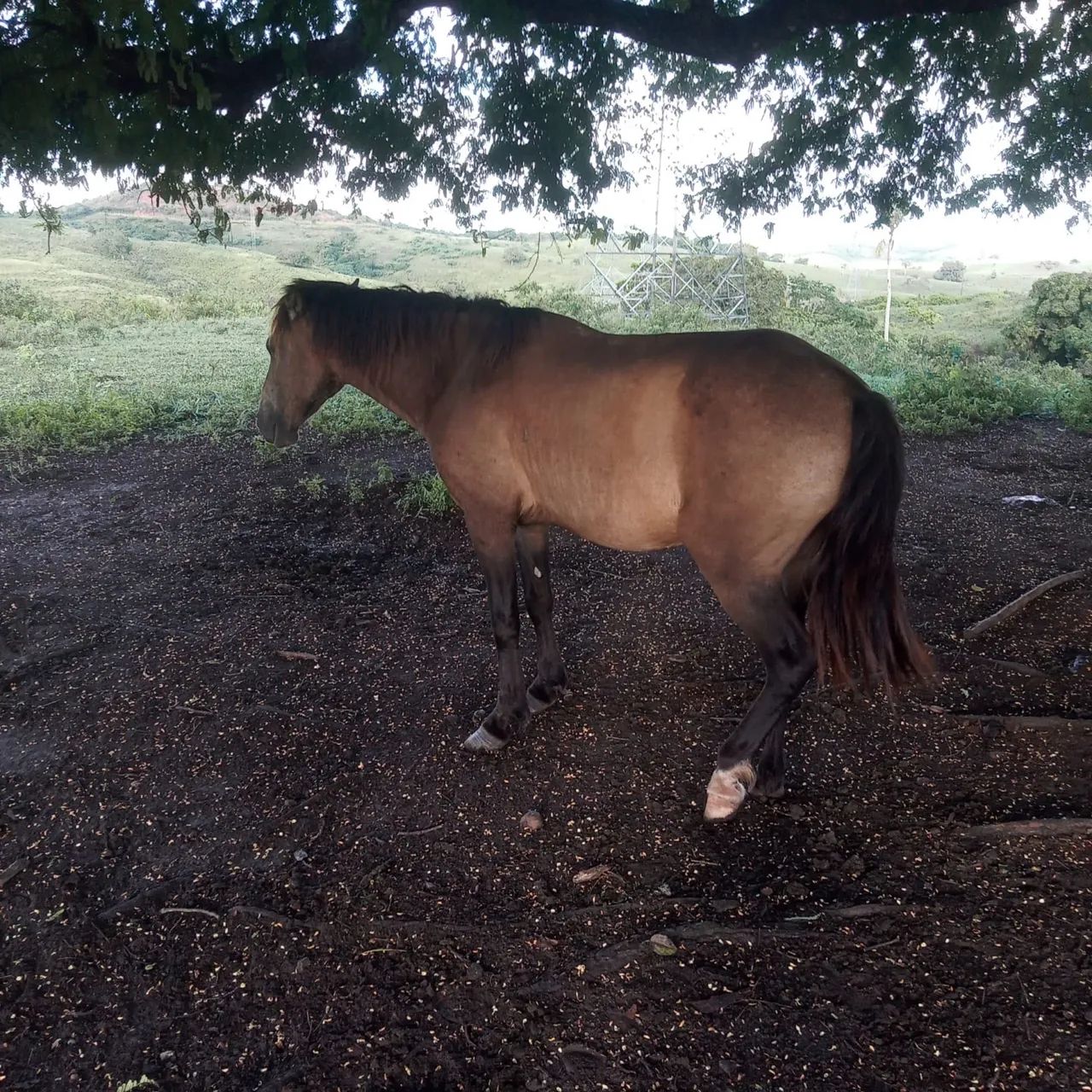 Cavalos de campo 