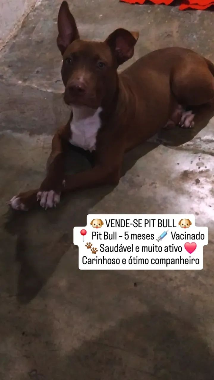 Cachorro - Foto 2