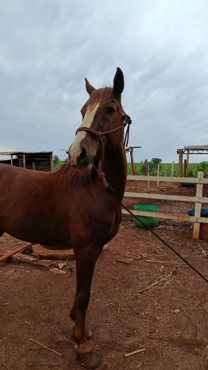 Cavalo Mangalarga Paulista 