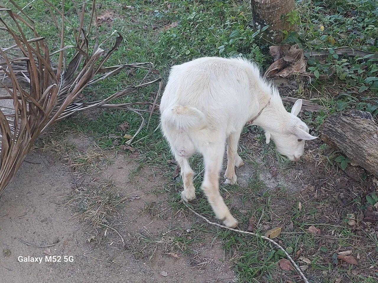 Vendo bode  - Foto 2