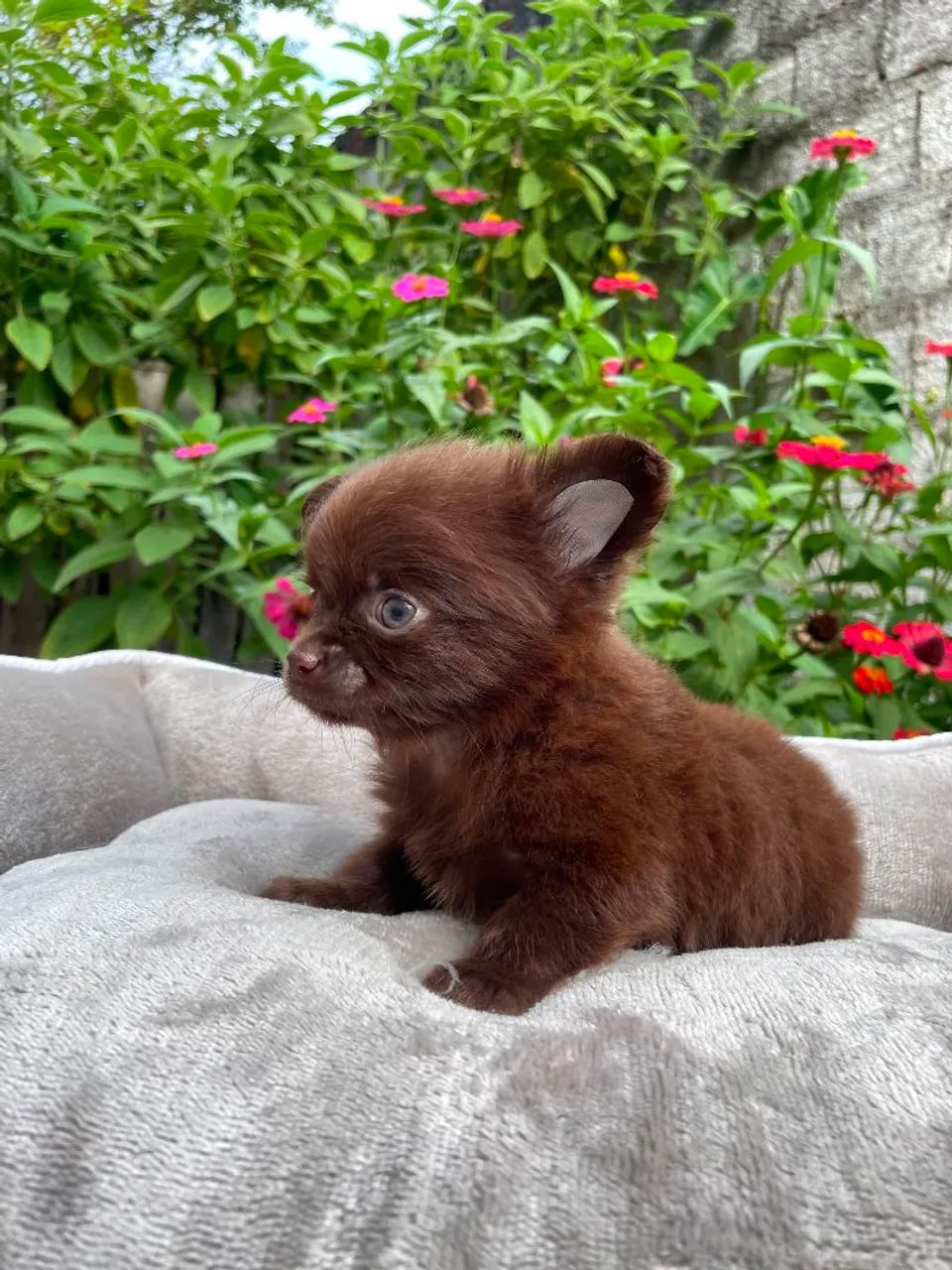 Macho chihuahua  - Foto 2