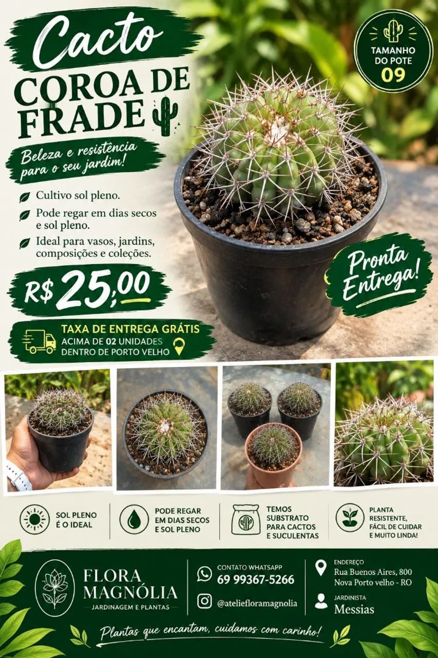 Cacto coroa-de-frade