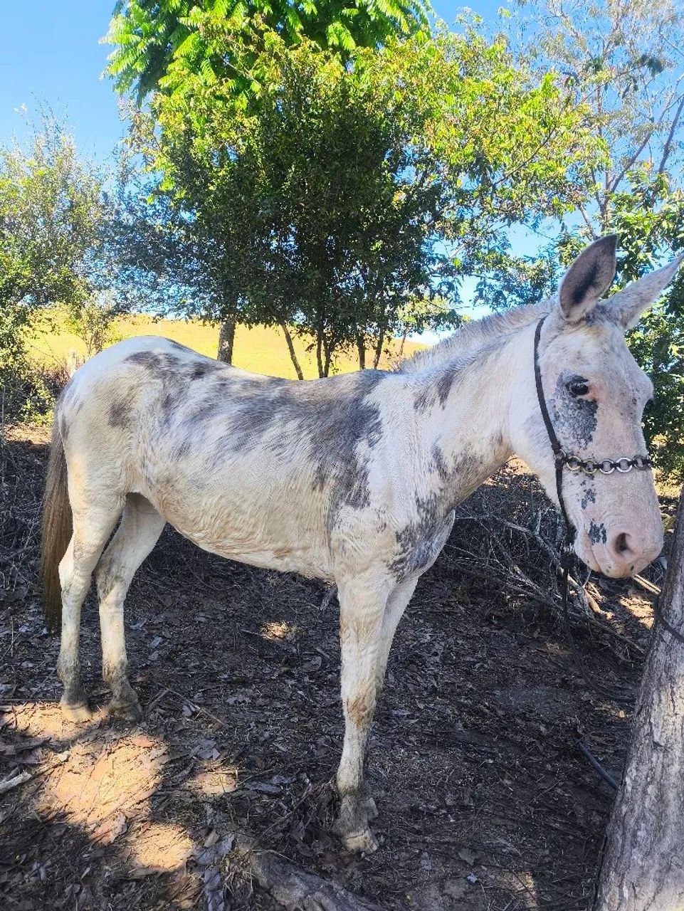 Mula boa de patrão ? - Foto 6