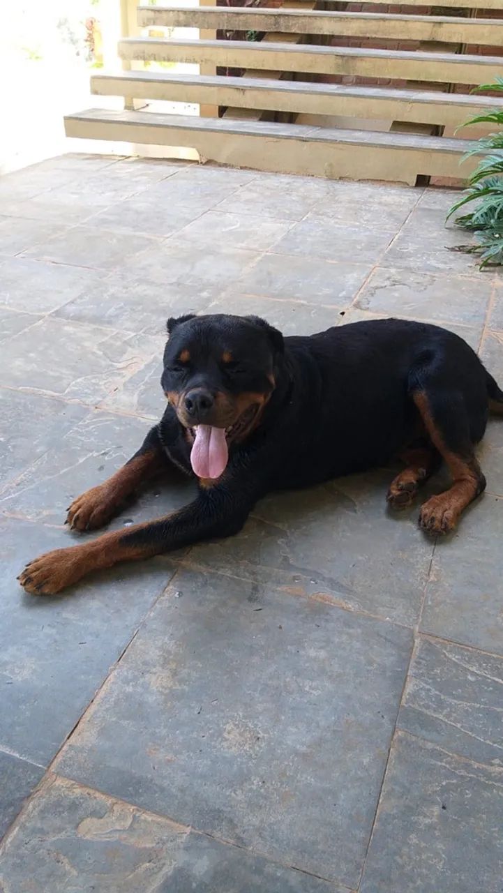 Doação de Rottweiler 