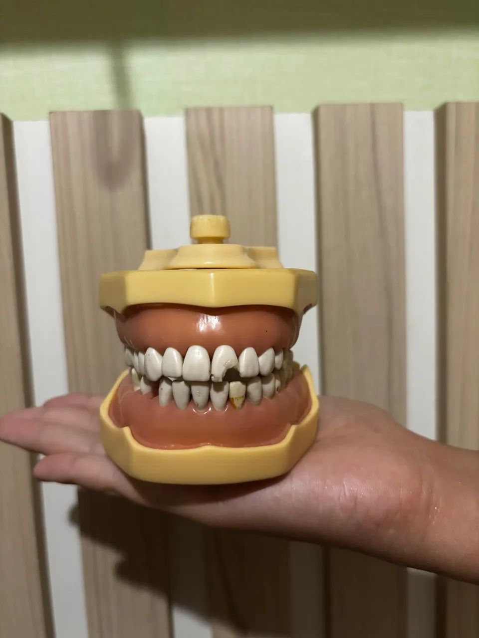 Manequim odontológico dentistica 