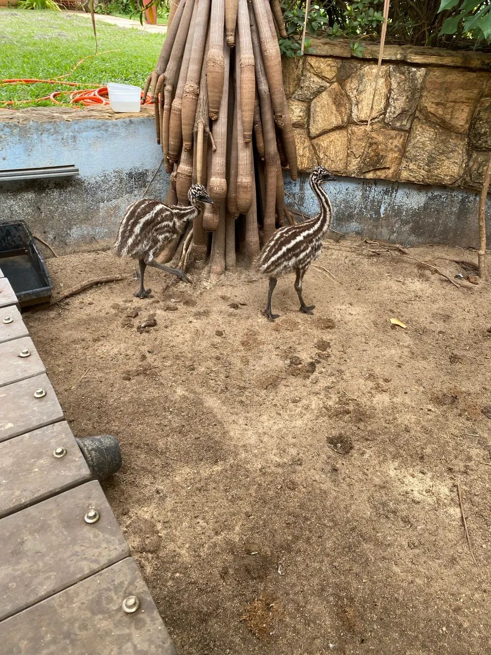 Pet - Foto 3