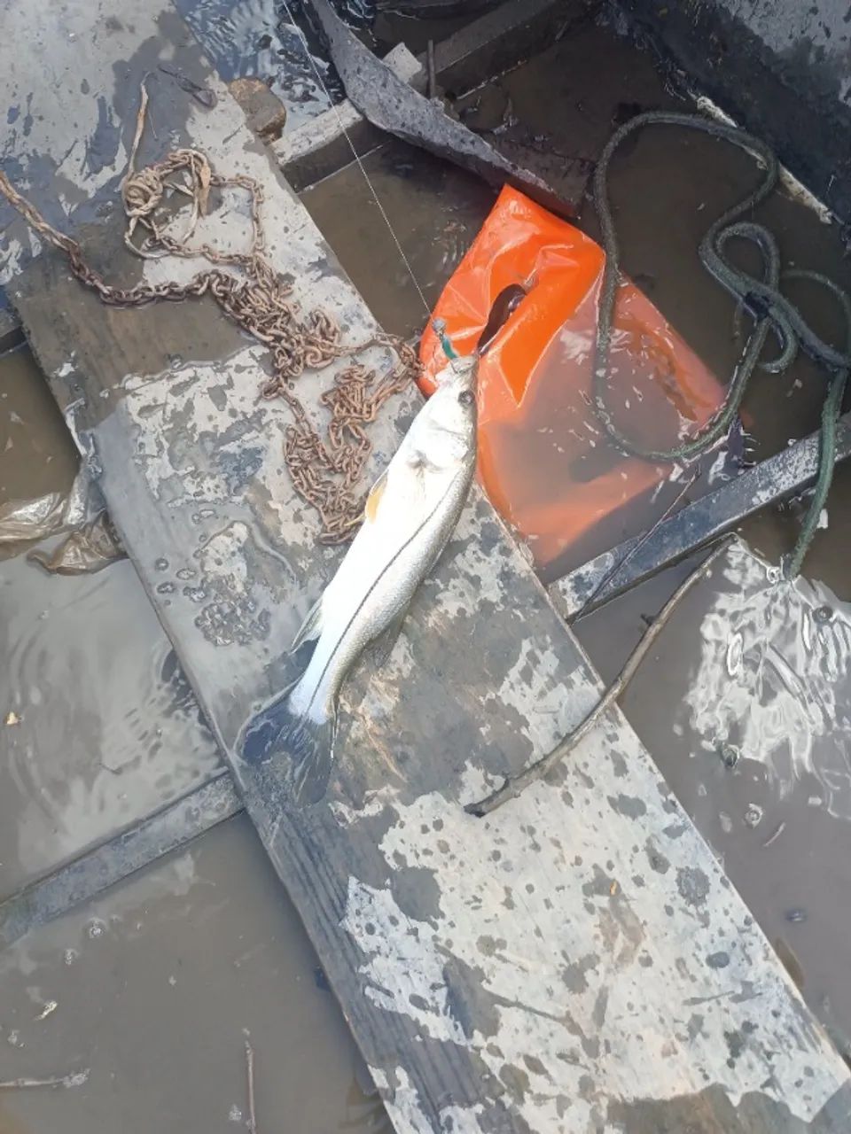 Barco canoa  - Foto 2