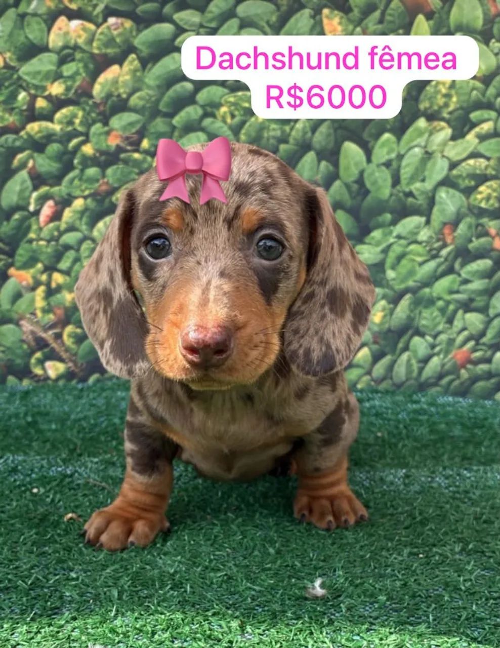 Dachshund fêmea 
