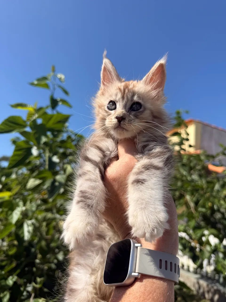 Filhotes Maine Coon o gato Gigante 