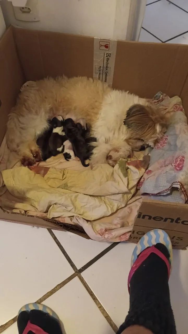 Shihtzu  - Foto 3