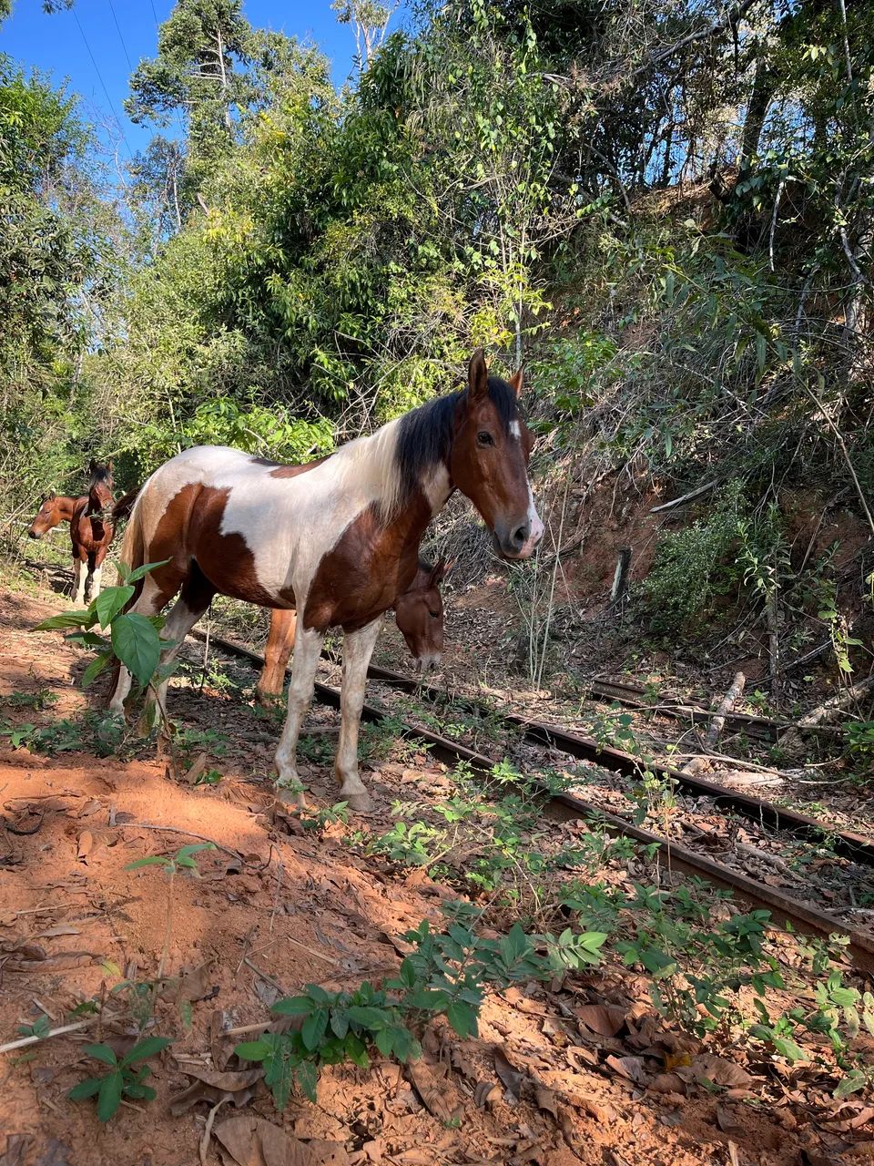 Cavalo mangalarga marchador pampo