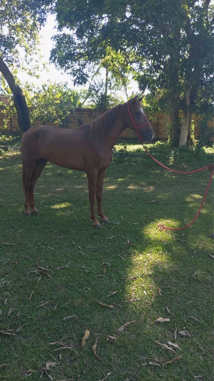Potro REGISTRADO  - Foto 2