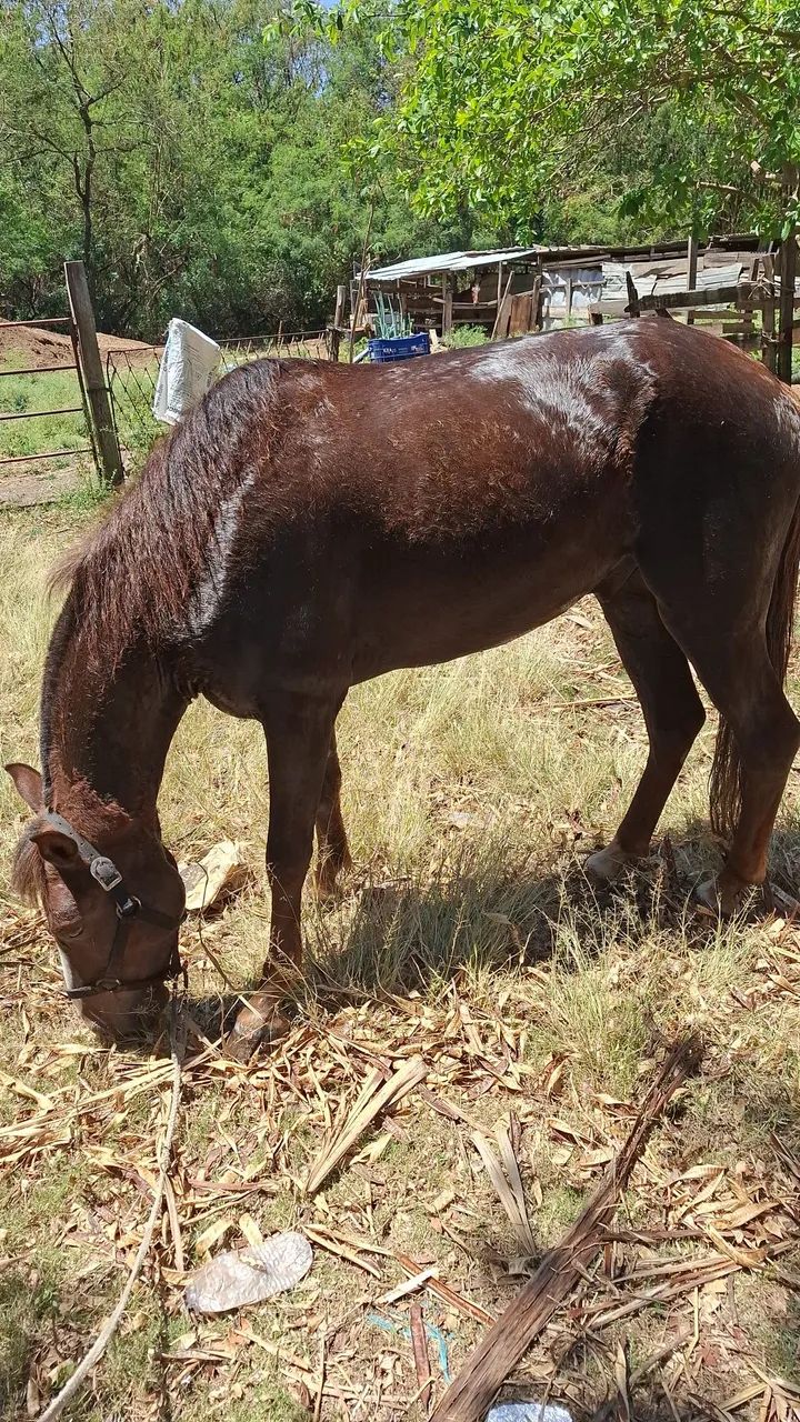 Vendo ou troco Cavalo manga larga marchador 