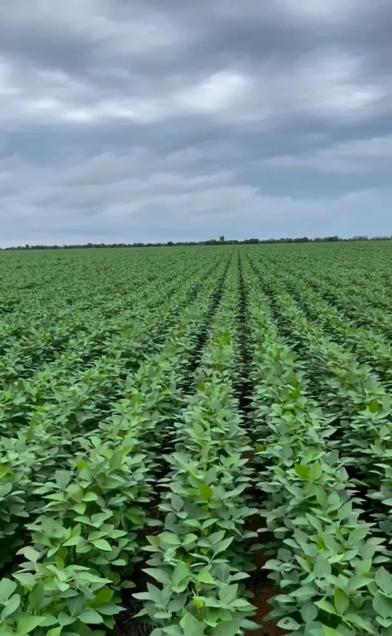 Vendo Fazenda no Tocantins , Oportunidade!!! - Foto 3