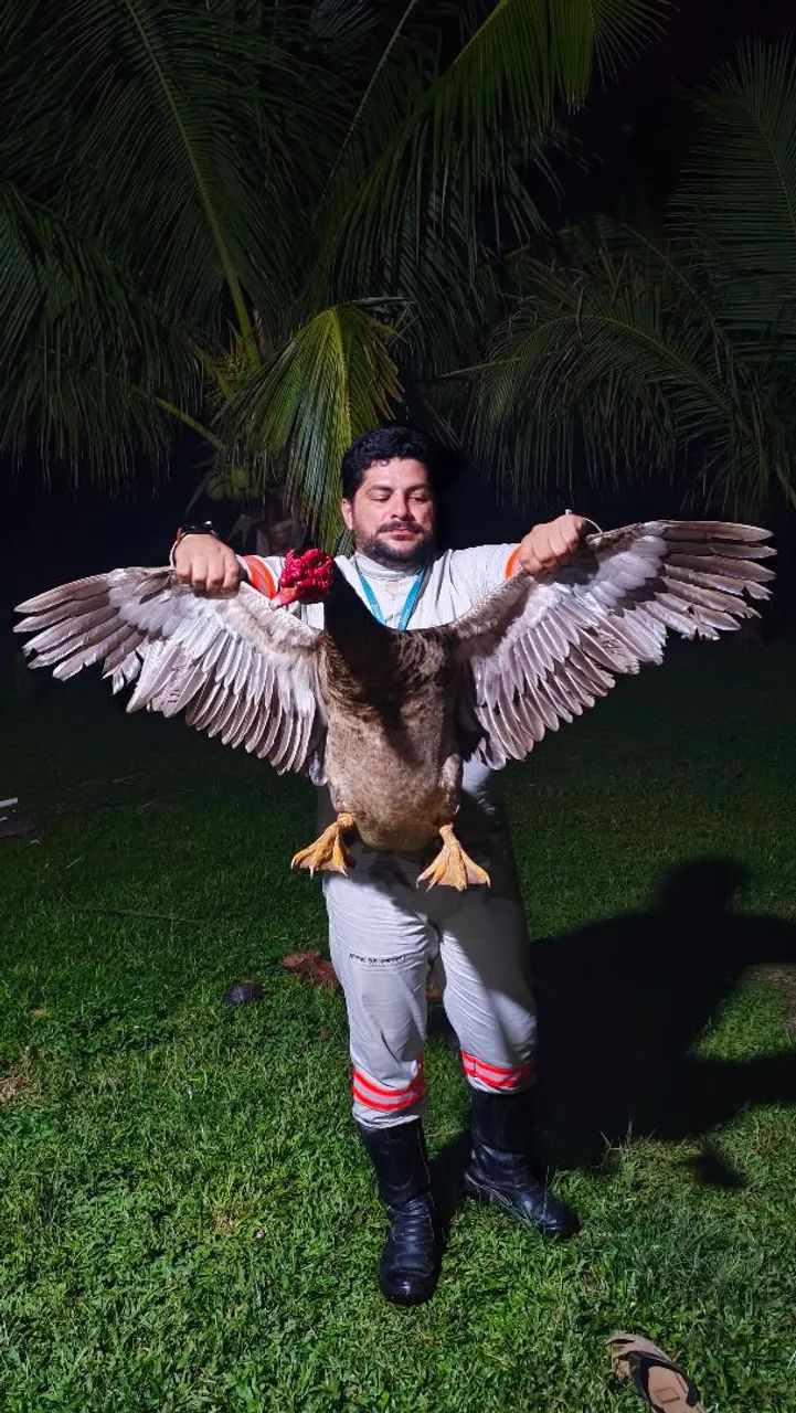 Patos belgas  - Foto 5