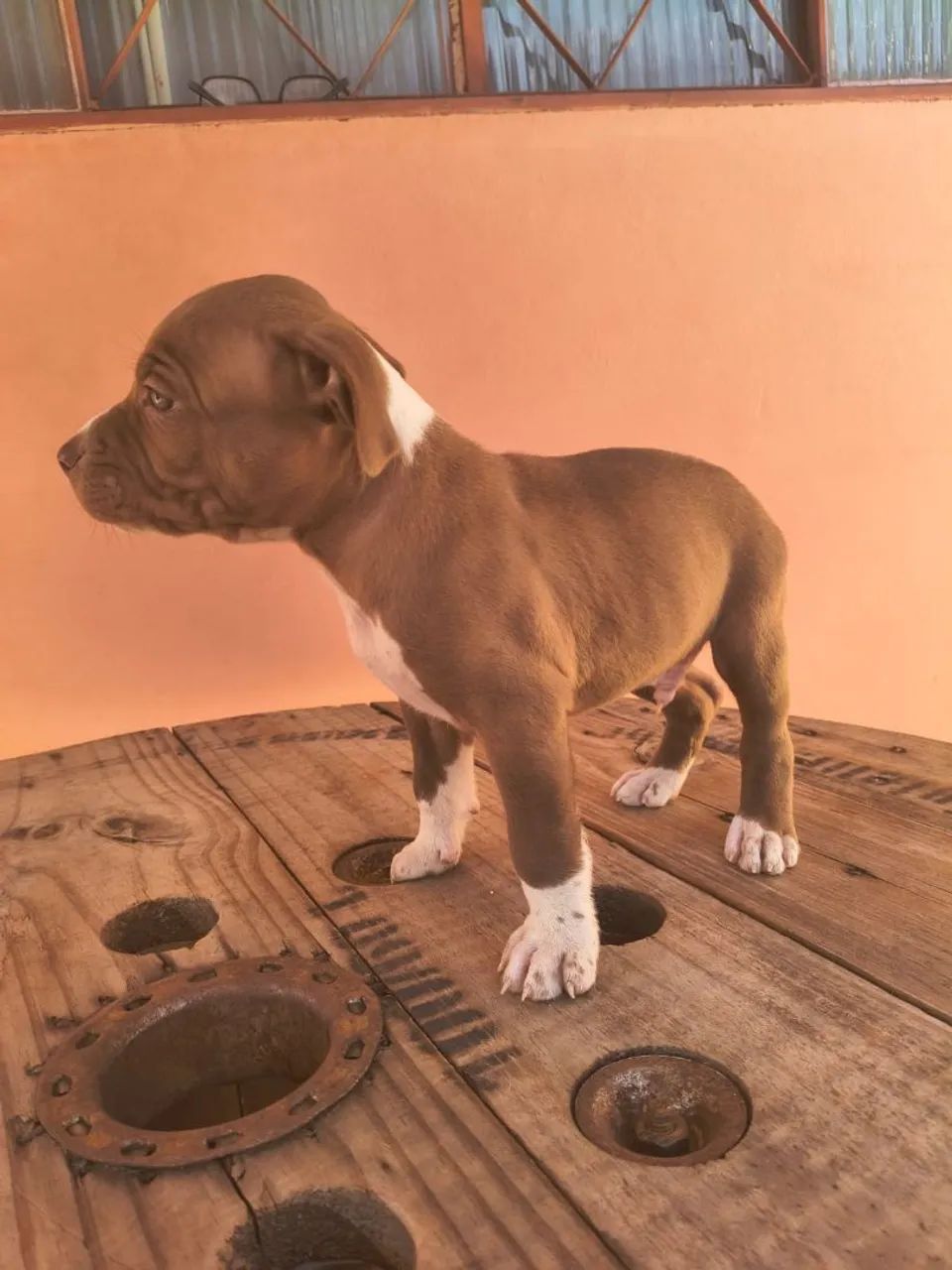 Pitbull  - Foto 3