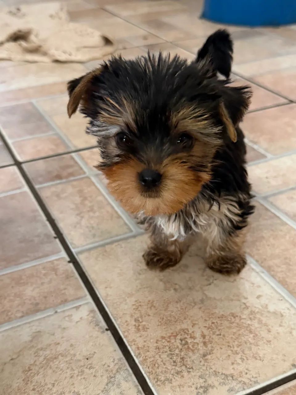 Yorkshire Terrier  - Foto 4
