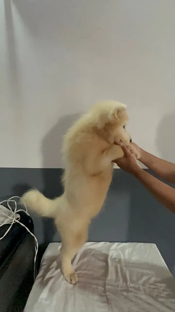 Cachorro Samoieda - Foto 2