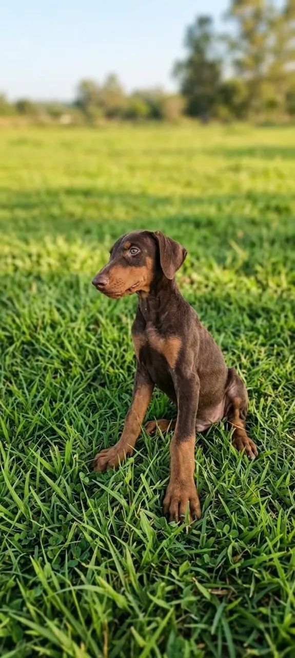 Filhotes de Doberman disponíveis  - Foto 3