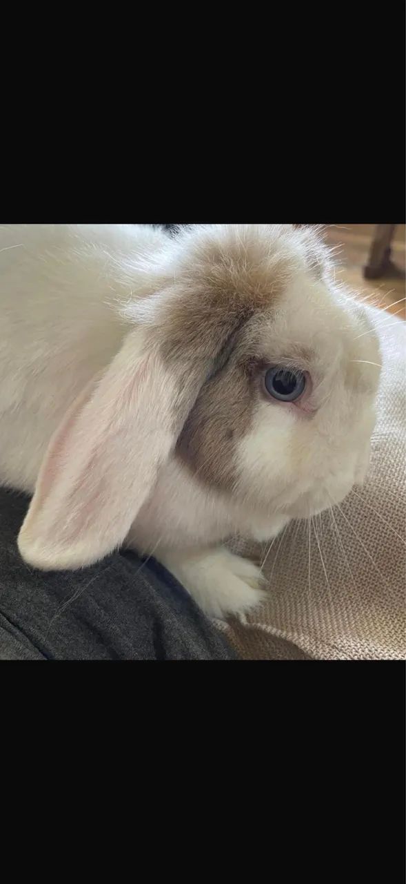 Mini lop uruguaio  - Foto 2