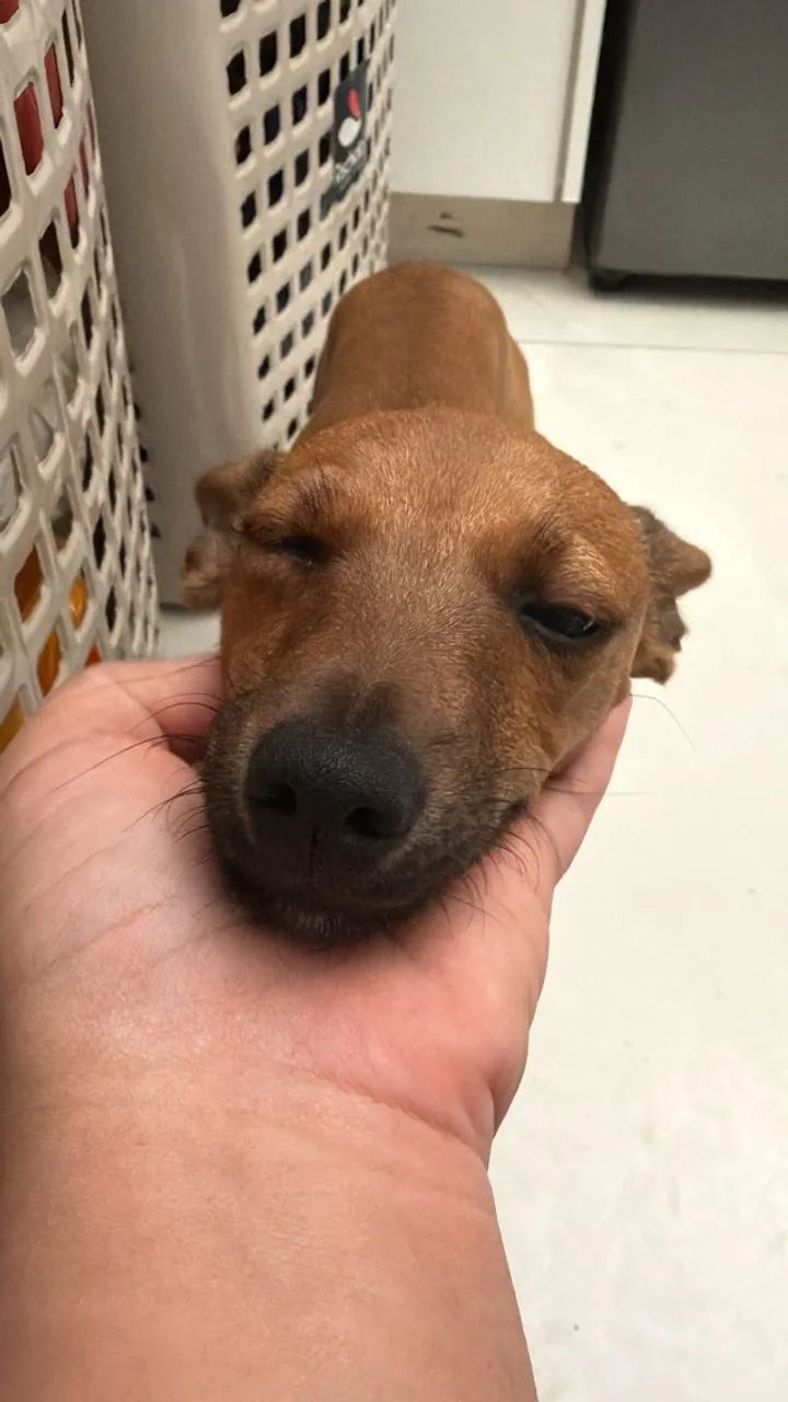 Pincher adoçao - Foto 4