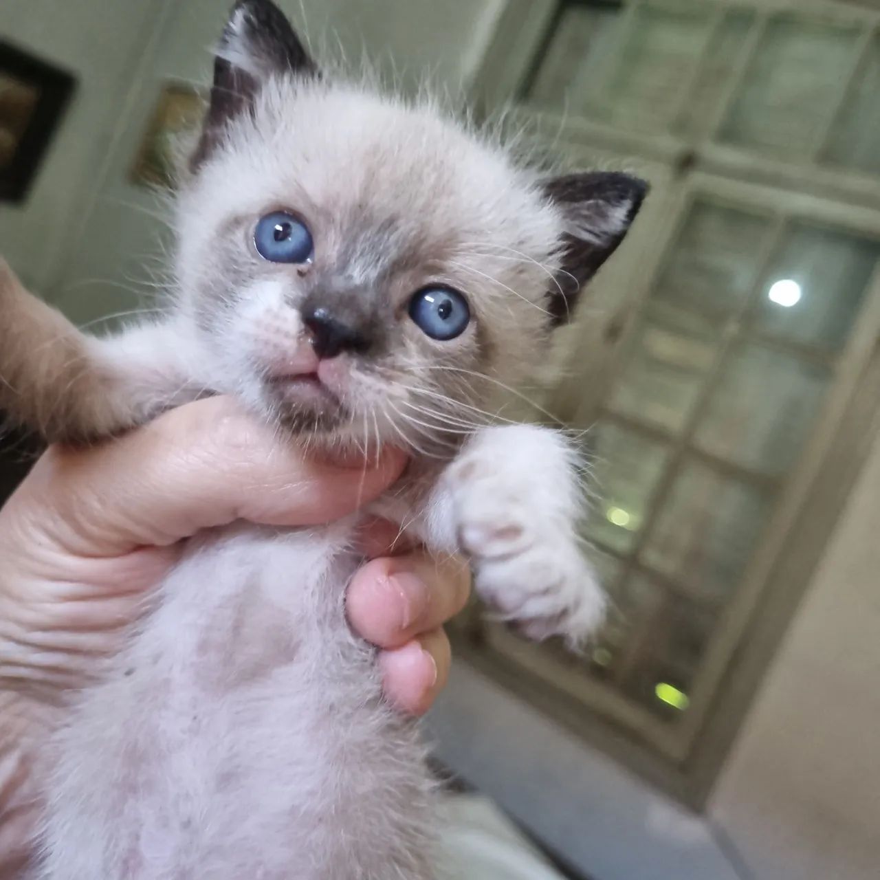 Gatinho siames abandonado