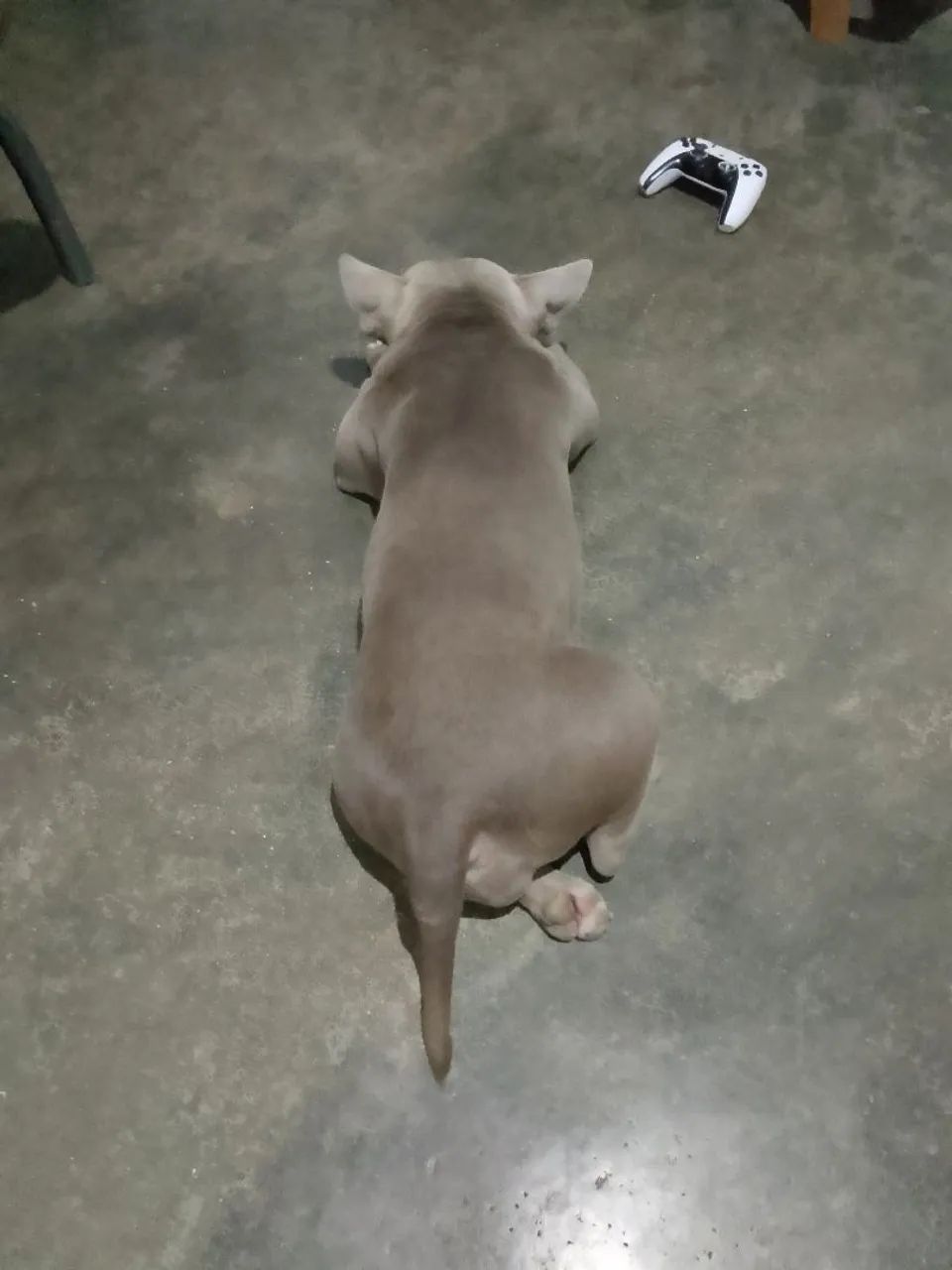 Americam Bully 