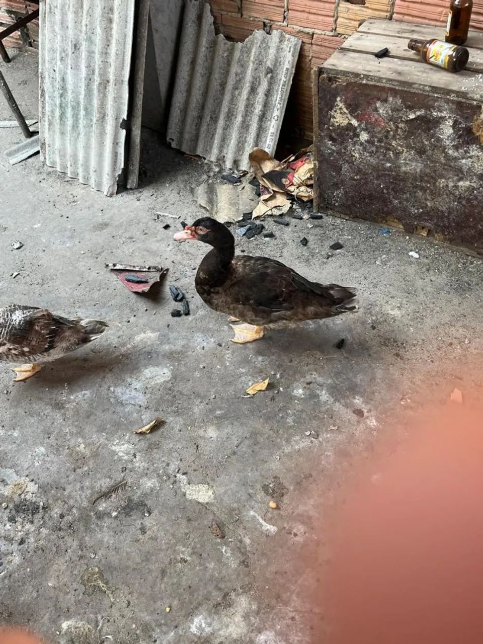 Patos e Patas - Foto 2
