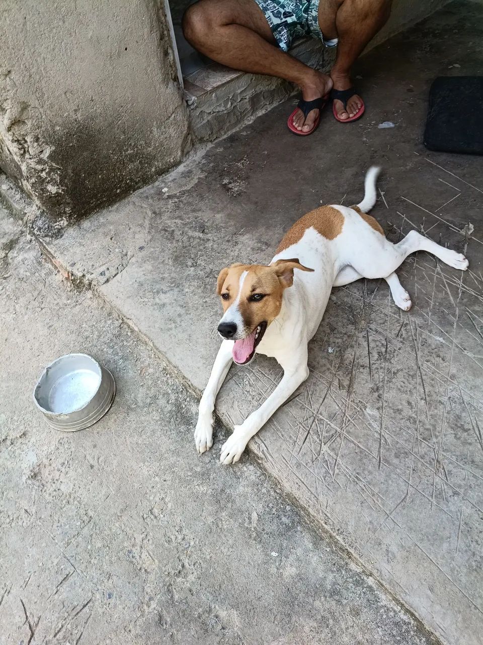 Cachorro 