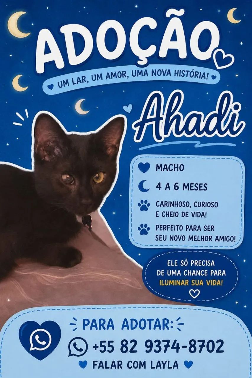 Doação de gato - Foto 2