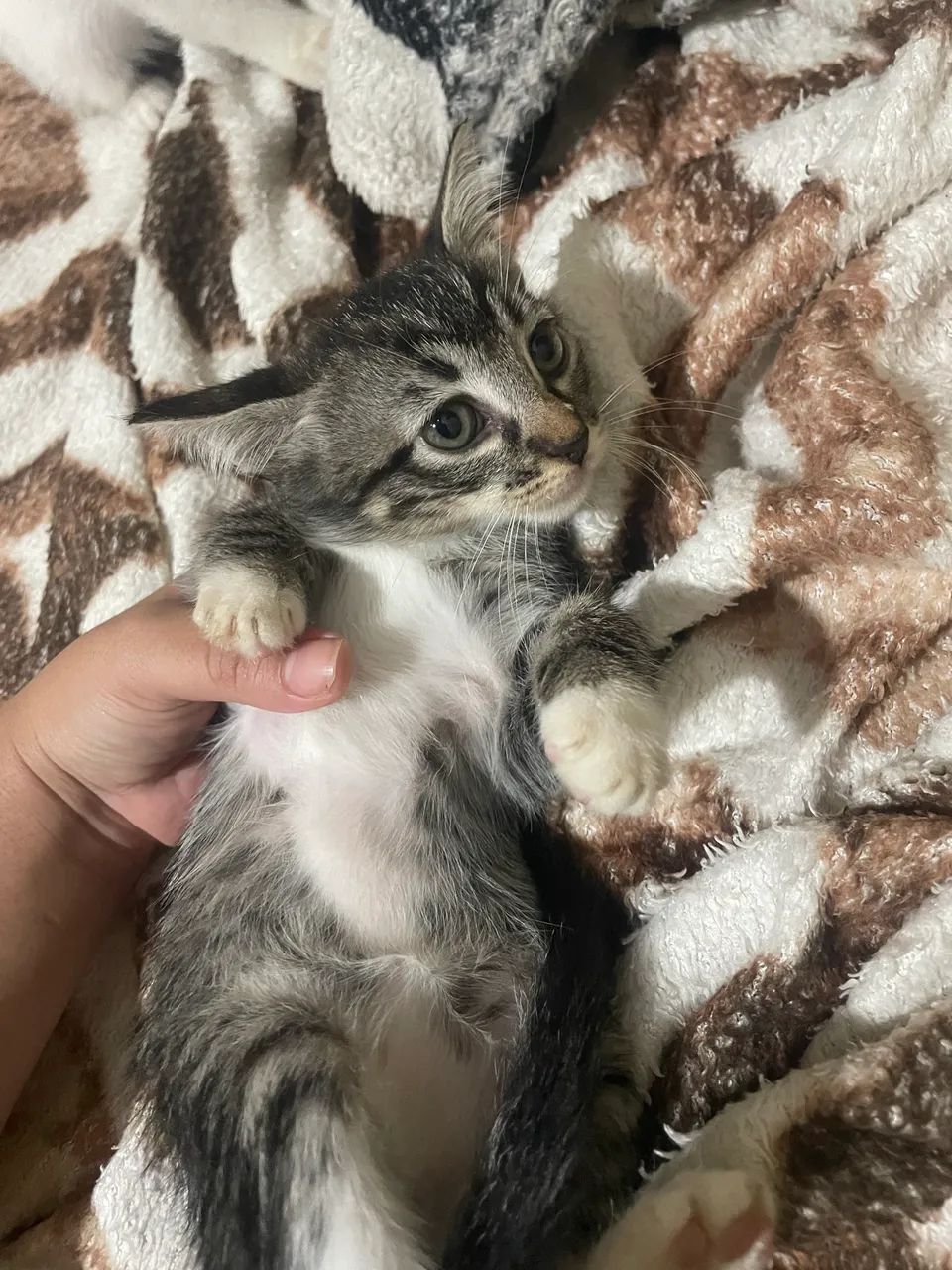 Gato para doação  - Foto 2