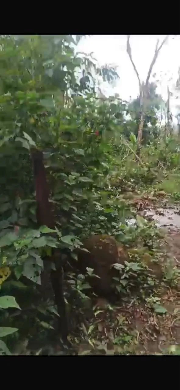 Terreno em Ubatuba  - Foto 3