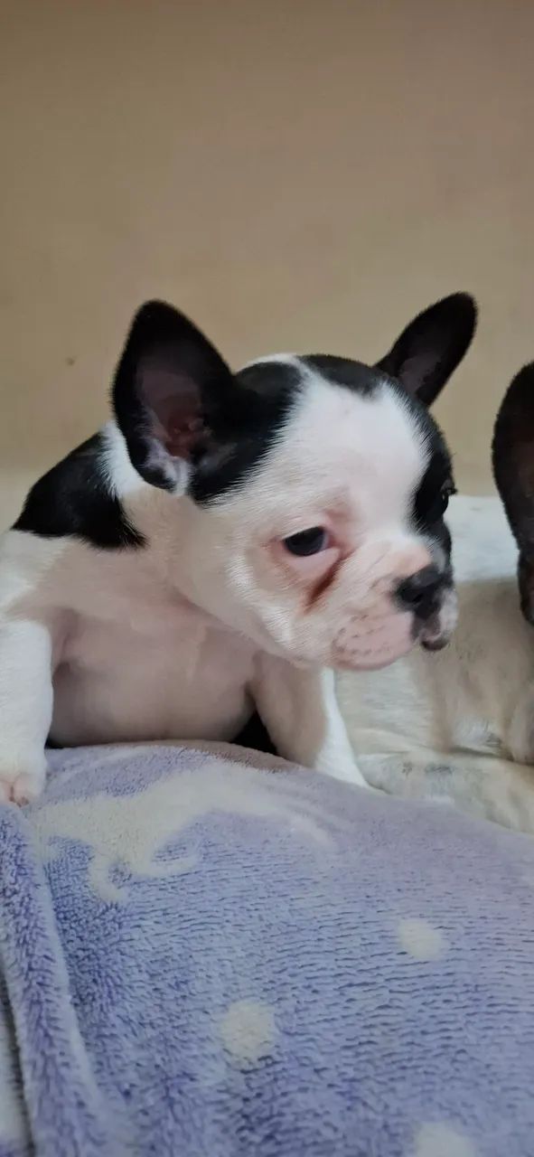 Buldogue Francês 