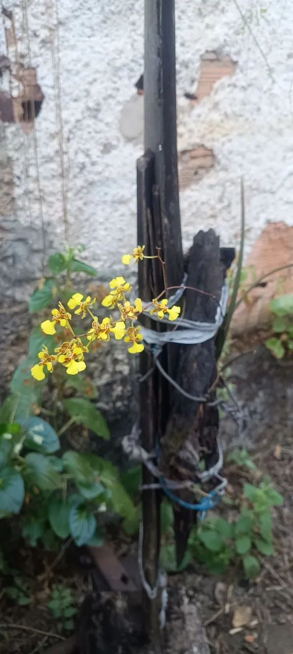 Vendo orquídeas  - Foto 4